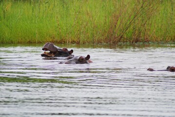 Fototapeta premium Namibia River 29