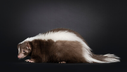Young brown classic striped skunk, standing side ways. Head turned towards camera. Isolated on a black background.