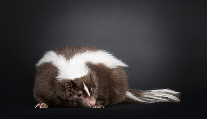 Young brown classic striped skunk, turning to front. Looking towards camera. Isolated on a black...