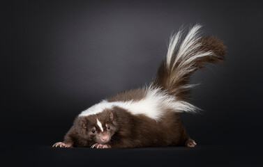 Fototapeta premium Young brown classic striped skunk, laying down side ways. Looking straight to camera with tail high up. Isolated on a black background.