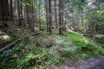 Mountain forest in the Ukrainian Carpathians.