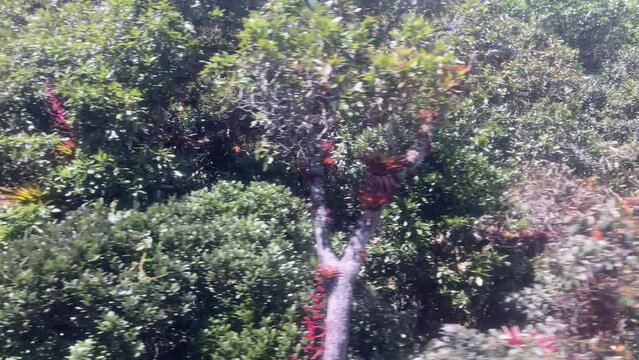 View of the Tree Canopy Along the Road to Arvi Park, Colombia