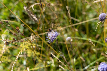 Mountain flowers in the Ukrainian Carpathians. Close-up macro view.