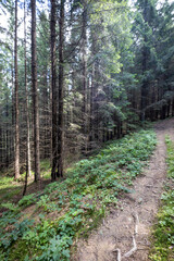 Mountain dirt road in the Ukrainian Carpathians on a summer day.