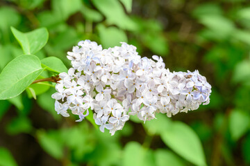 Blooming spring flowers. Beautiful flowering flowers of lilac tree. Spring concept. The branches of lilac on a tree in a garden.