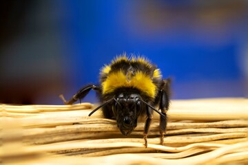 beautiful yellow furry bumblebee close-up.