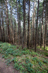 Mountain forest in the Ukrainian Carpathians.
