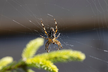 Spider on a pine branch illuminated by sunlight. Close-up macro view.