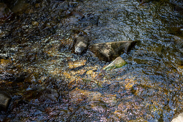 Mountain stream on a summer day in the Ukrainian Carpathians