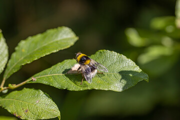 A bee on a green leaf lit by sunlight. Close-up macro view.