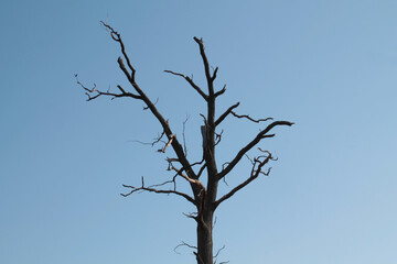 Silhouette of old dry oak against clear blue sky