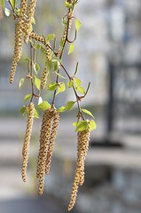 Naklejka premium young birch catkins on a green background