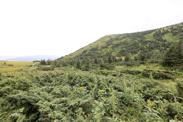Obraz premium Panoramic view of the Ukrainian mountains Carpathians