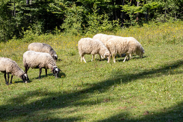 Obraz na płótnie Canvas Herd of sheep on a mountain meadow of the Ukrainian Carpathians