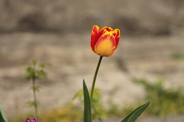 Obraz premium red and yellow tulips