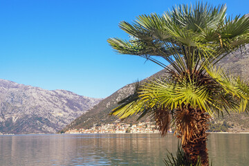 Beautiful Mediterranean landscape. Montenegro, Adriatic Sea. Fan palm ( Washingtonia robusta ) on coast of Kotor Bay. Perast town in distance. Vacation concept