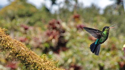 Fiery-throated hummingbird (Panterpe insignis) in flight at Paraiso Quetzal Lodge, in the cloud forest near San Jose, Costa Rica