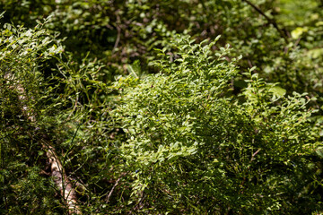 Green forest in summer. Close-up macro view.