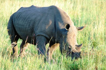 Rhino 11