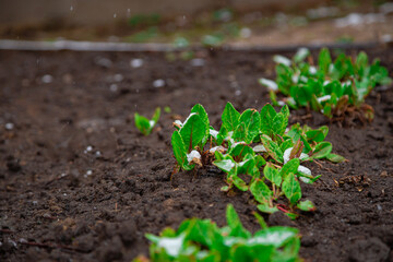 First leaves and sprouts on vegetable garden grounds. Spring snow on germination of plants. Kitchen garden seedlings in soil.