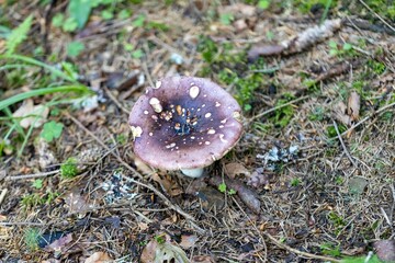 Mushroom in the mountain forest on a summer day. Close up macro view.