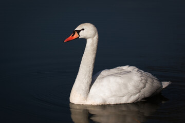 Katze im Garten auf Jagd