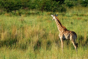 Giraffe 59
