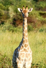 Giraffe 57
