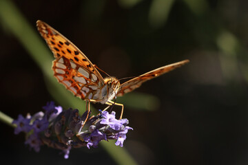 Katze im Garten auf Jagd