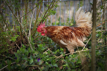 Katze im Garten auf Jagd