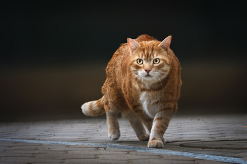Katze im Garten auf Jagd