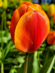 red yellow tulip