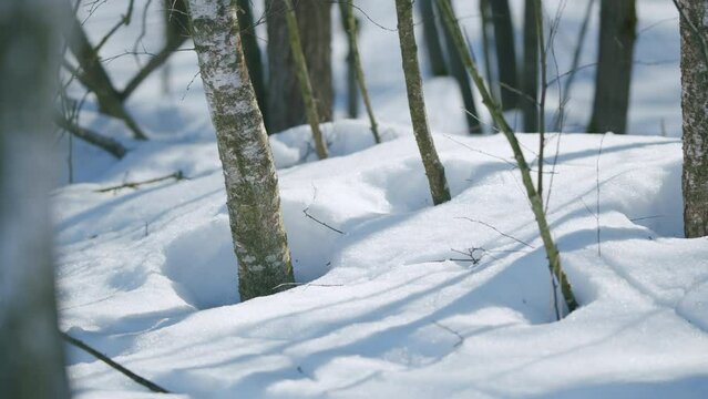 Early spring in the forest. Drifts of snow with thawed patches around tree trunks. Pan.