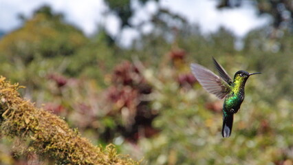 Fiery-throated hummingbird (Panterpe insignis) in flight at Paraiso Quetzal Lodge, in the cloud forest near San Jose, Costa Rica