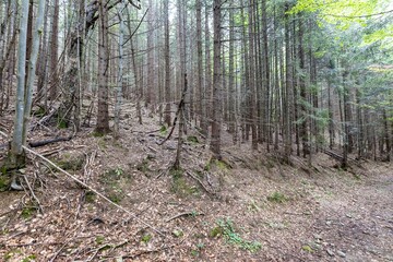 Mountain forest in the Ukrainian Carpathians.