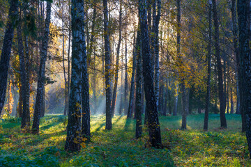 Fog in the morning deciduous forest.