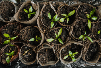 Seedlings, pepper leaves sprout from the ground in homemade round trays at home. Photography, top view, gardening.