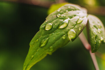 Green leaf of a plant, tree with flowing drops of water after rain, dew close-up.