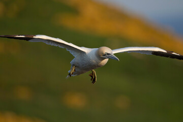 bird in flight