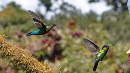 Fiery-throated hummingbirds (Panterpe insignis) in flight at Paraiso Quetzal Lodge, in the cloud forest near San Jose, Costa Rica