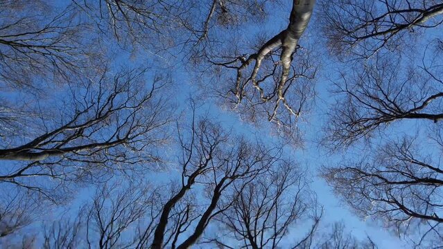 Beech trees against the sky.