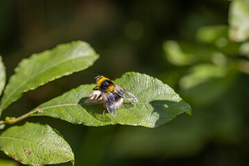 A bee on a green leaf lit by sunlight. Close-up macro view.