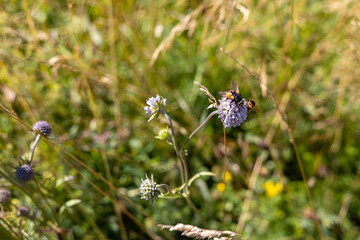Mountain flowers in the Ukrainian Carpathians. Close-up macro view.