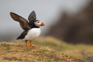 atlantic puffin or common puffin