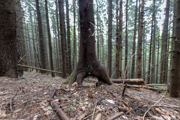 Mountain forest in the Ukrainian Carpathians.