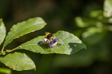 A bee on a green leaf lit by sunlight. Close-up macro view.