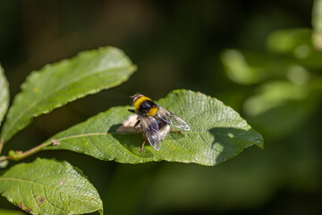 A bee on a green leaf lit by sunlight. Close-up macro view.