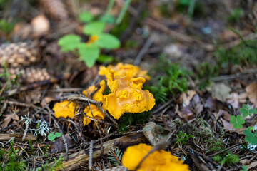 Mushroom in the mountain forest on a summer day. Close up macro view.