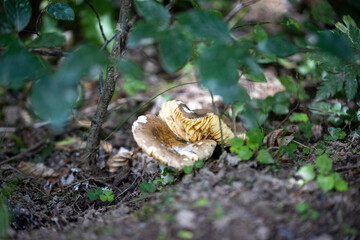 Mushroom in the mountain forest on a summer day. Close up macro view.