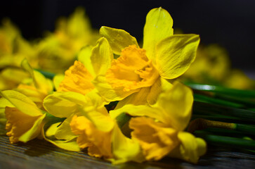 Yellow daffodils close up